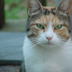 Caramel Petunia, the mother, still a kitten herself, who brought me her children. 