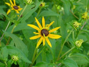 black-eyed Susans