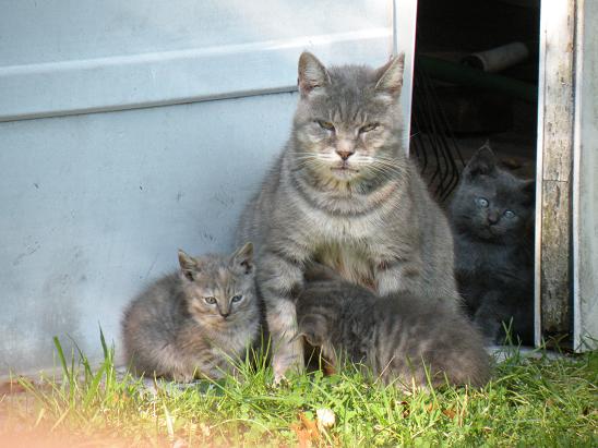 Princess Blue with three of her four kittens: Souçi, Baby Blue and Teddy.