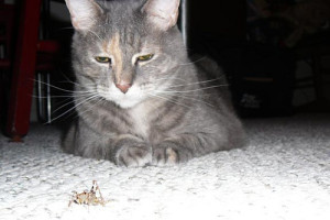 cat and cricket