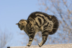 Domestic Cat (Felis catus) in defensive posture with hackles raised, Germany