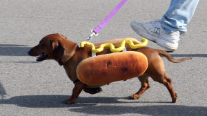 Hot-Dog-Dachshund