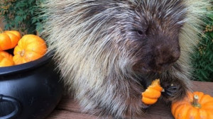 porcupine and pumpkin