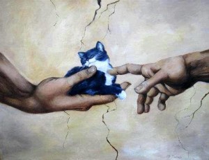 Sistine Kitty