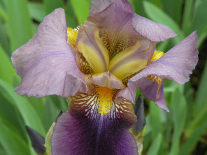 Iris 1